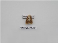 藏品(褐白豔苔蛾)的圖片